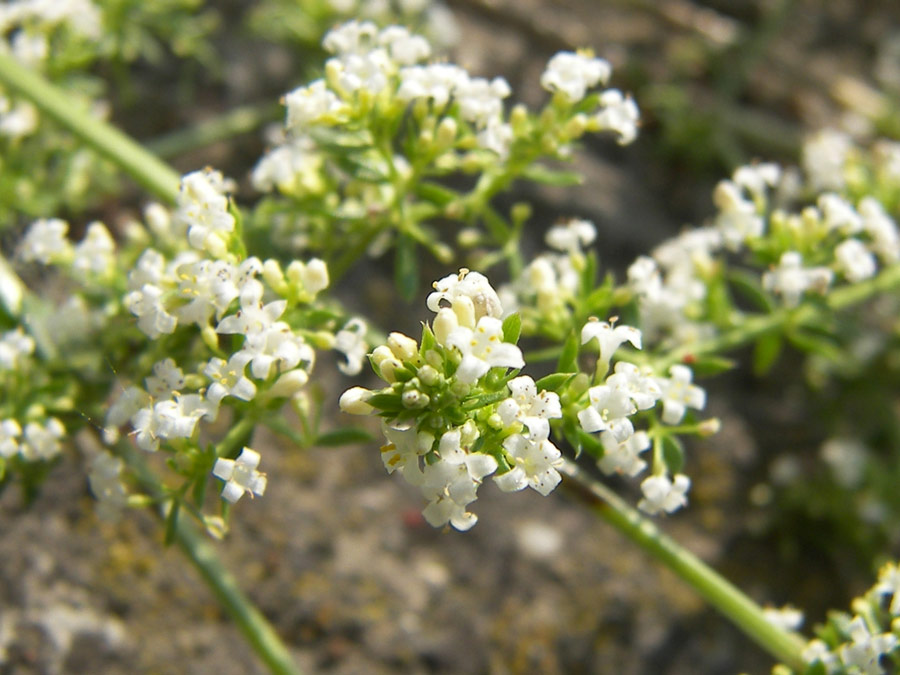 Изображение особи Galium humifusum.