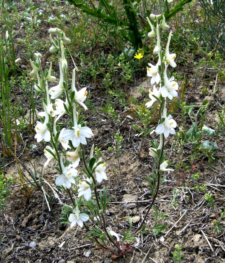 Image of Delphinium stocksianum specimen.