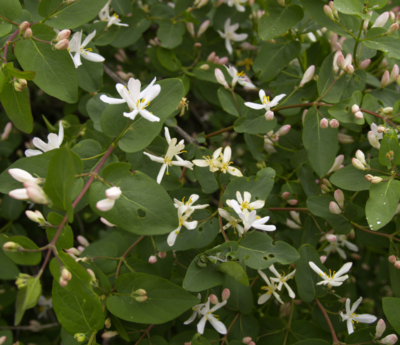 Изображение особи Lonicera tatarica.