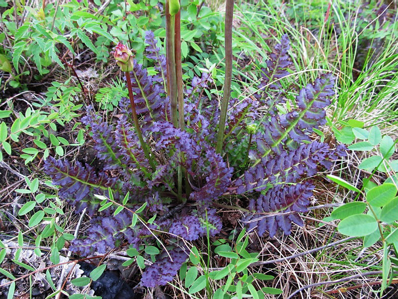 Изображение особи Pedicularis sceptrum-carolinum.