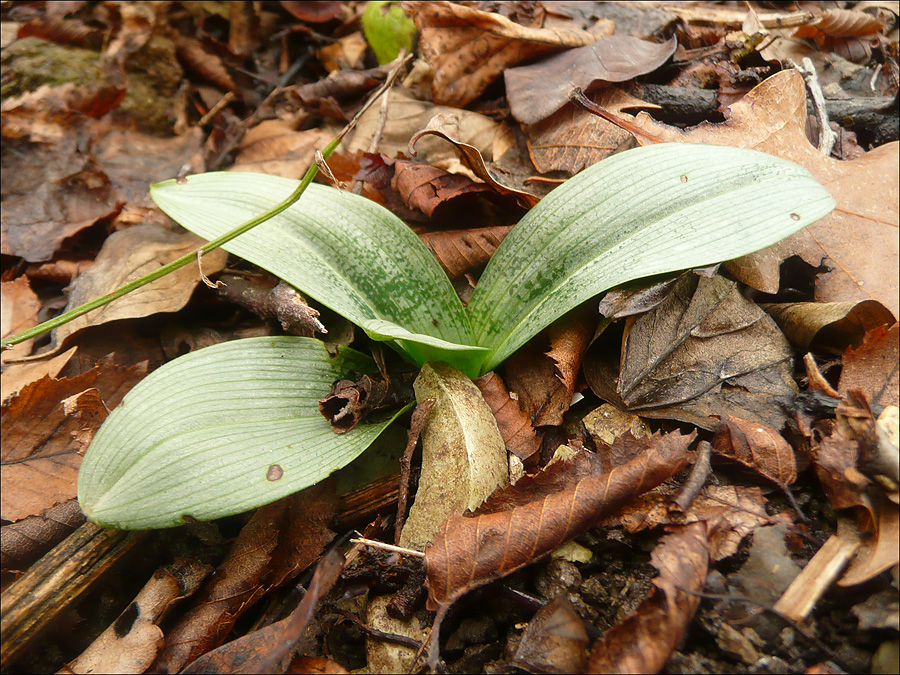 Изображение особи Ophrys oestrifera.