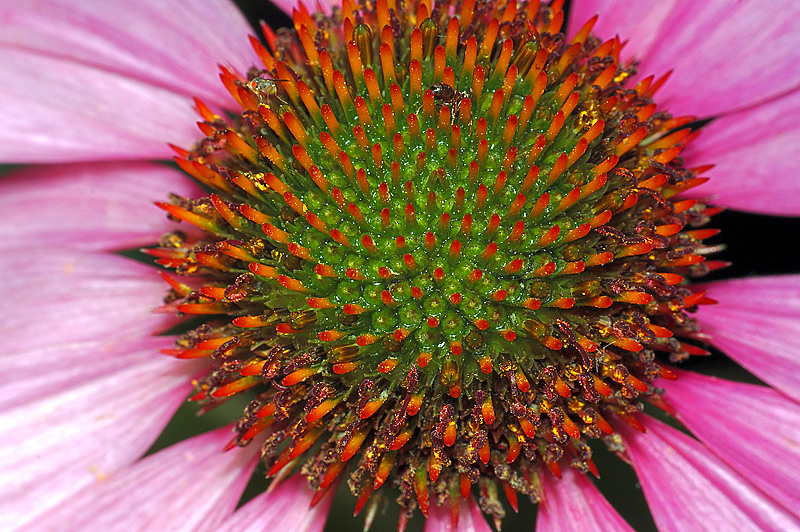 Image of Echinacea purpurea specimen.