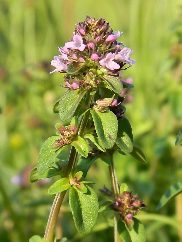 Image of Thymus pulegioides specimen.