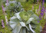 Brassica oleracea var. capitata