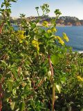 Senecio angulatus. Побеги с соцветиями. Испания, Каталония, провинция Girona, Costa Brava, Sant Feliu de Guíxols, на приморском обрыве. 26 октября 2008 г.