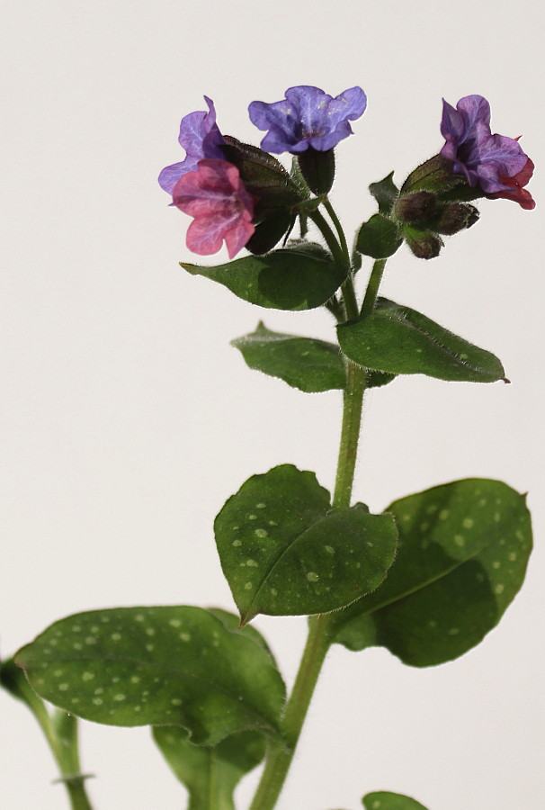 Изображение особи Pulmonaria officinalis.