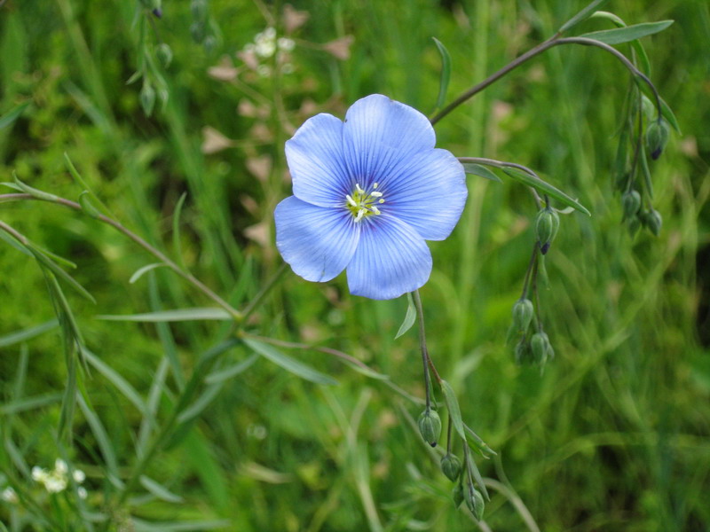 Изображение особи Linum usitatissimum.