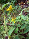 род Phlomis. Цветущее растение на каменистом склоне. Турция, пров. Анталья, окр. г. Кемер. 04.05.2012.