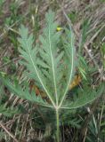 Potentilla semilaciniosa. Лист снизу. Крым, южный берег, гора Кастель. 31 мая 2012 г.