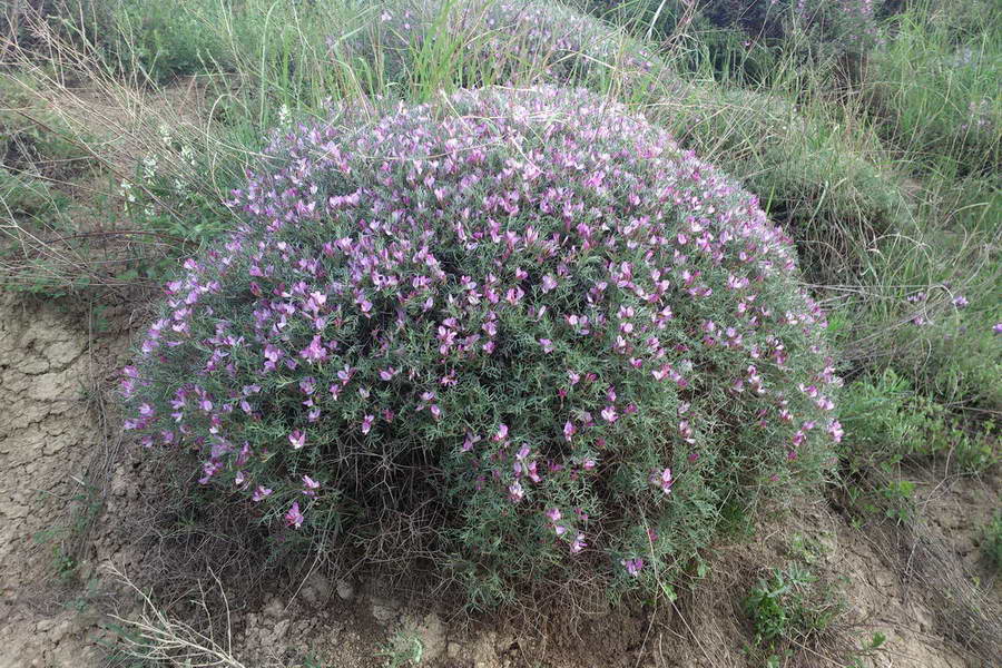 Изображение особи Onobrychis cornuta.