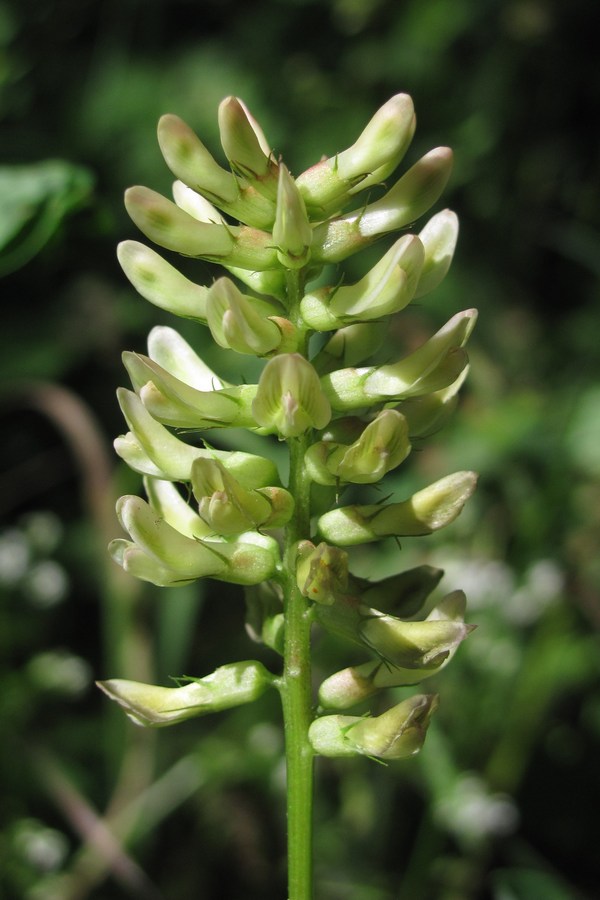 Image of Astragalus glycyphyllos specimen.