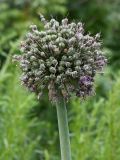 Allium stipitatum. Верхушка побега с соплодием. Ленинградская обл., Ломоносовский р-н, дер. Дубки, в культуре. 23.06.2012.