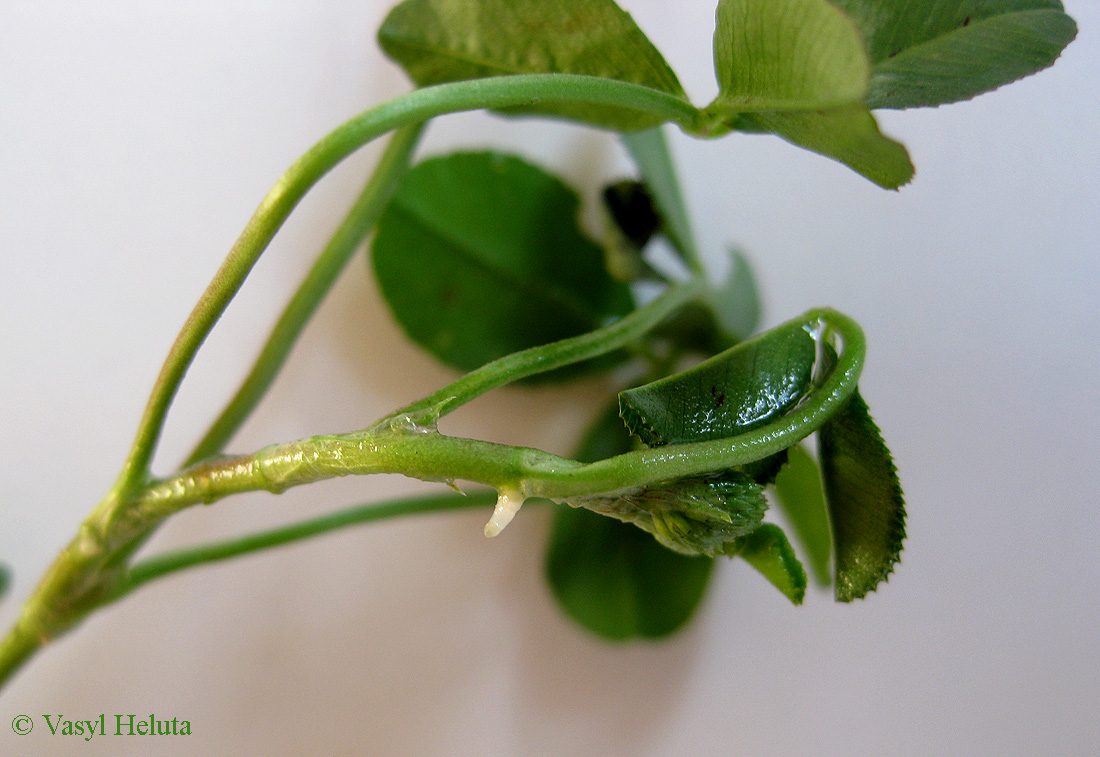 Изображение особи Trifolium repens.