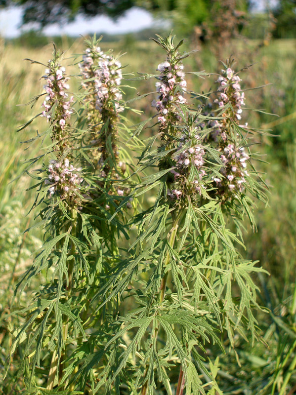 Изображение особи Leonurus glaucescens.