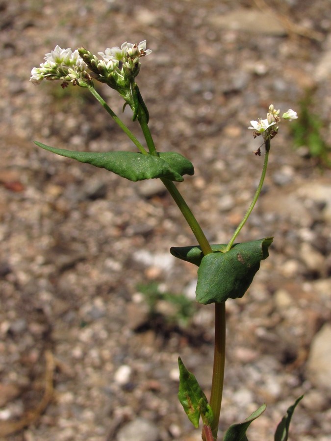 Image of Fagopyrum esculentum specimen.