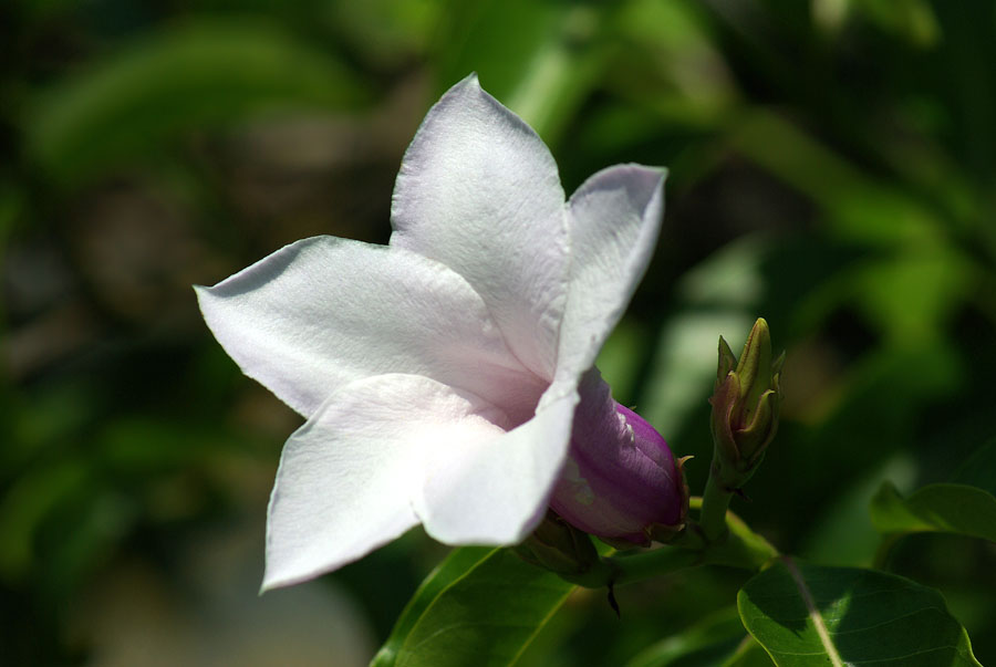 Изображение особи Cryptostegia madagascariensis.