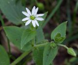Myosoton aquaticum