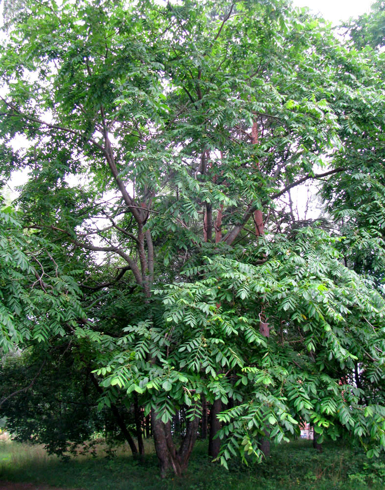 Image of Juglans mandshurica specimen.