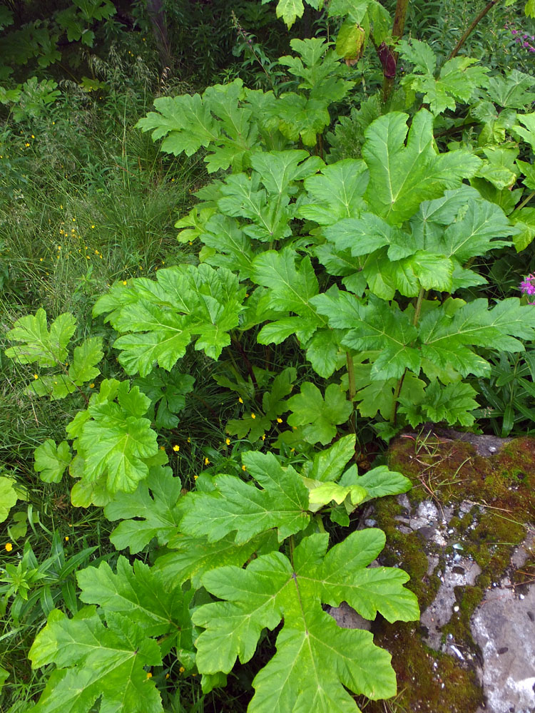 Изображение особи Heracleum sosnowskyi.