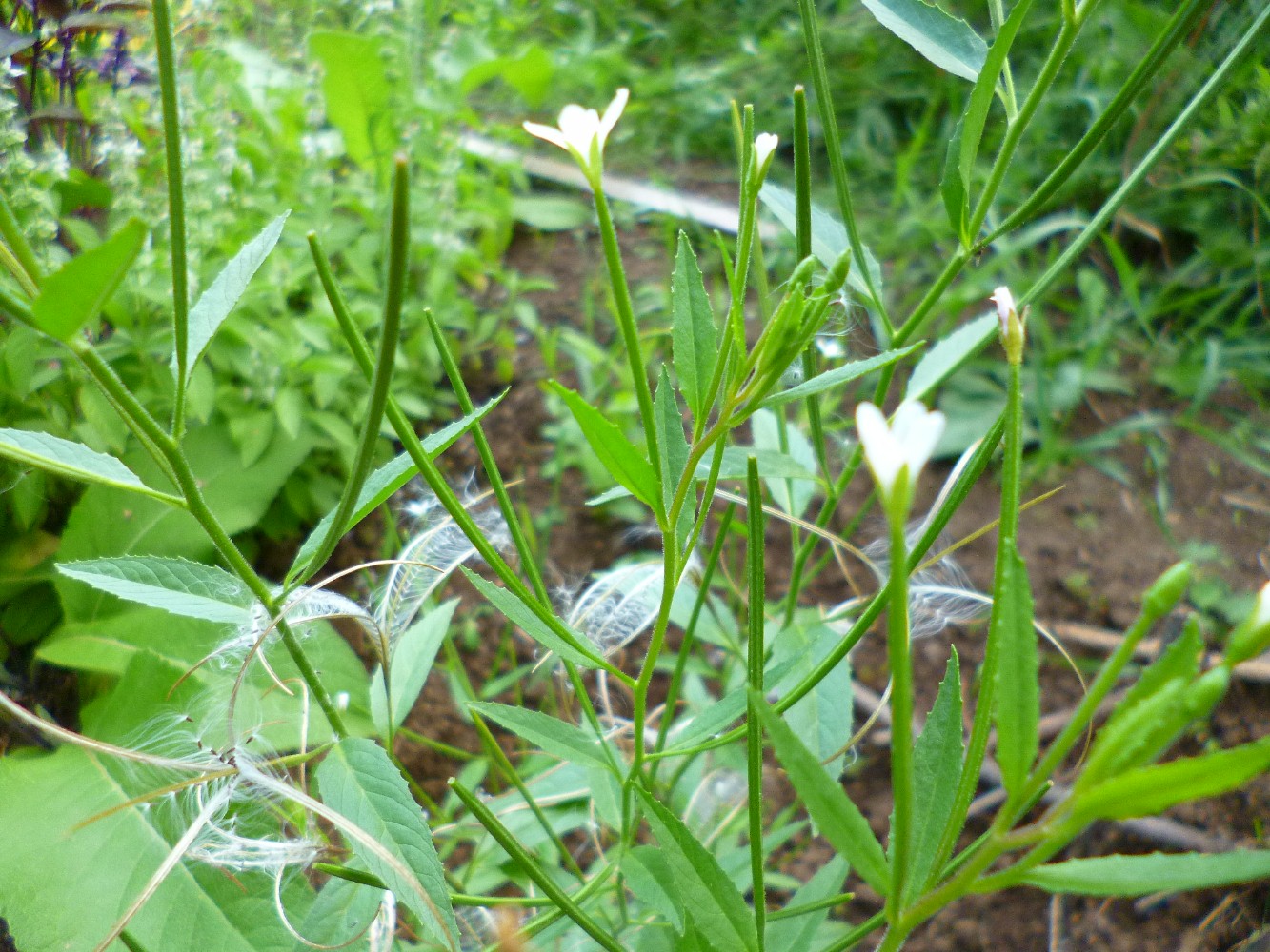 Image of Epilobium pseudorubescens specimen.