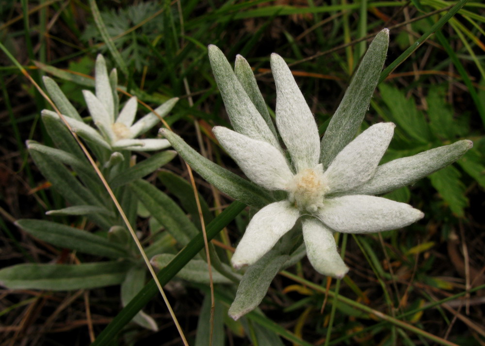 Image of Leontopodium fedtschenkoanum specimen.