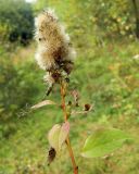 Solidago virgaurea