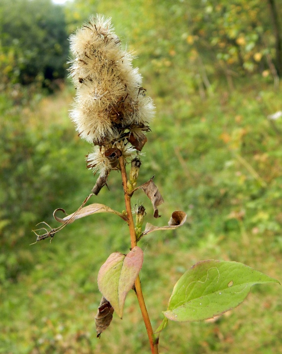 Image of Solidago virgaurea specimen.