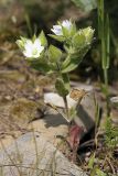 Cerastium inflatum. Цветущее растение с сидящим клопом Syromastus rhombeus, сем. Coreidae (опр. Юрий Бескокотов). Южный Казахстан, хр. Боролдайтау, северный склон (южнее Васильевки). 08.05.2010.