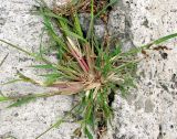 Echinochloa crus-galli