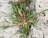 Echinochloa crus-galli. Плодоносящее растение. Венгрия, г. Будапешт, набережная Дуная, на бетонных ступеньках спуска к воде. 01.09.2012.