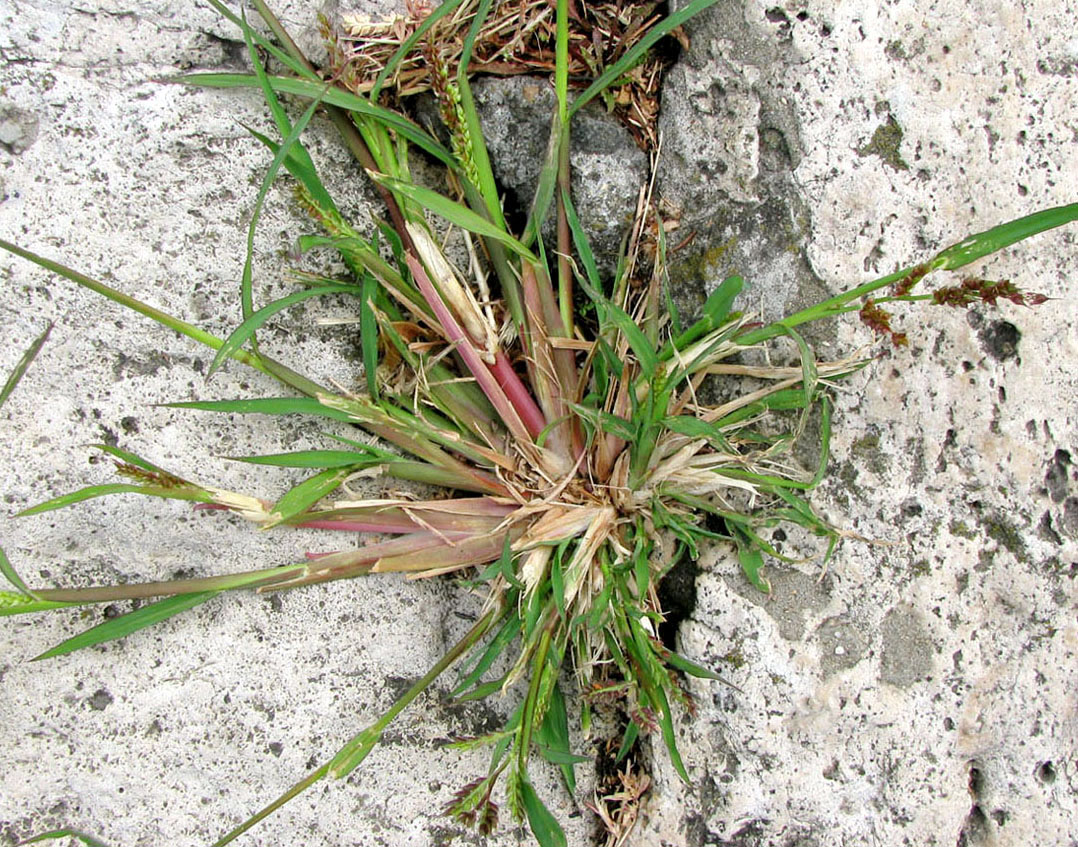 Image of Echinochloa crus-galli specimen.