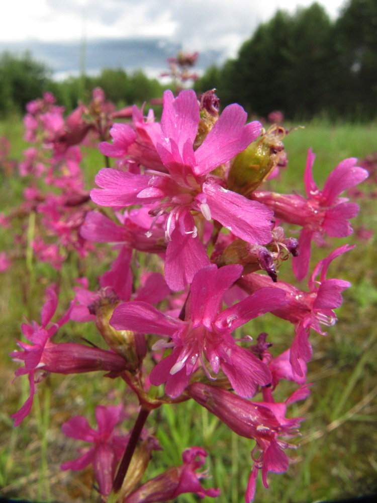 Изображение особи Viscaria vulgaris.