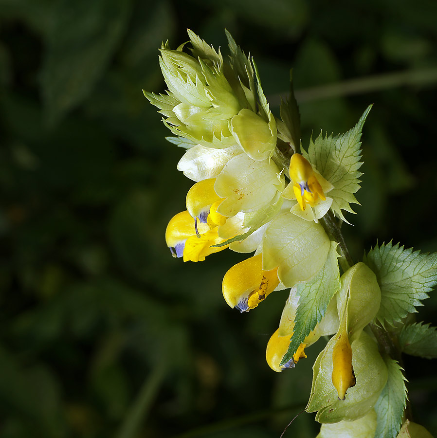 Изображение особи Rhinanthus aestivalis.