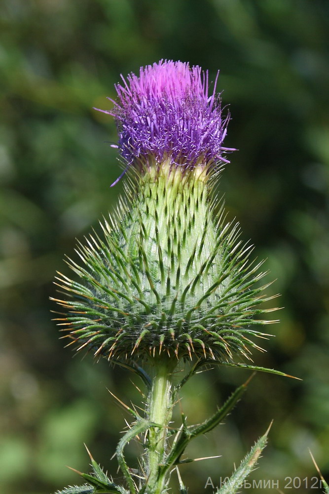 Image of Cirsium vulgare specimen.