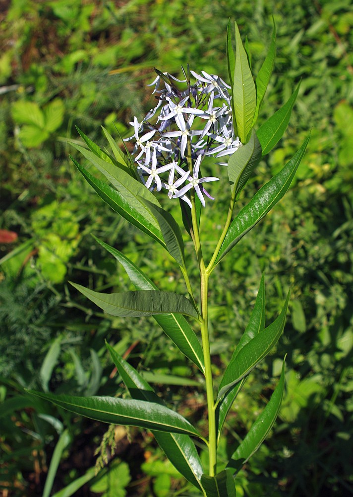 Изображение особи род Amsonia.