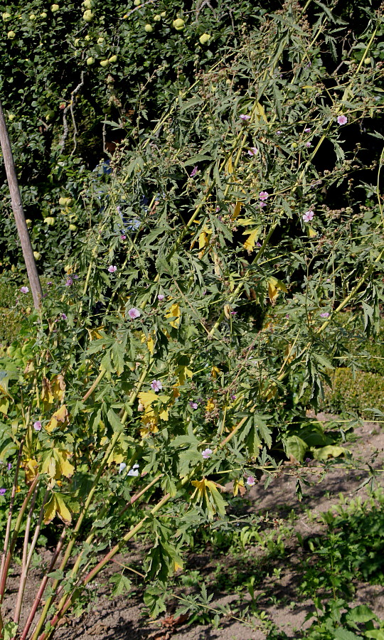 Image of genus Althaea specimen.
