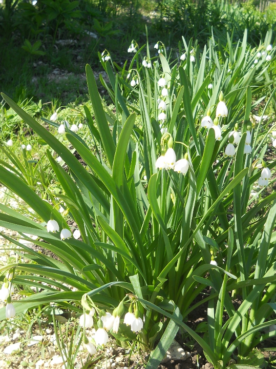 Image of Leucojum aestivum specimen.