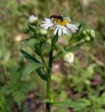 Erigeron annuus. Верхушка цветущего растения с кормящимся жуком. Ростов-на-Дону, левый берег р. Дон, на опушке пойменного леса. 28.05.2012.