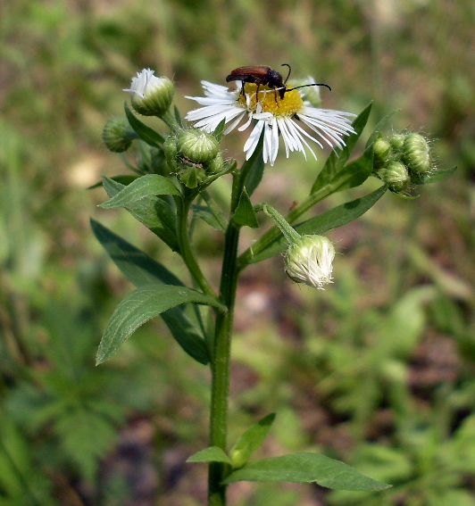 Изображение особи Erigeron annuus.