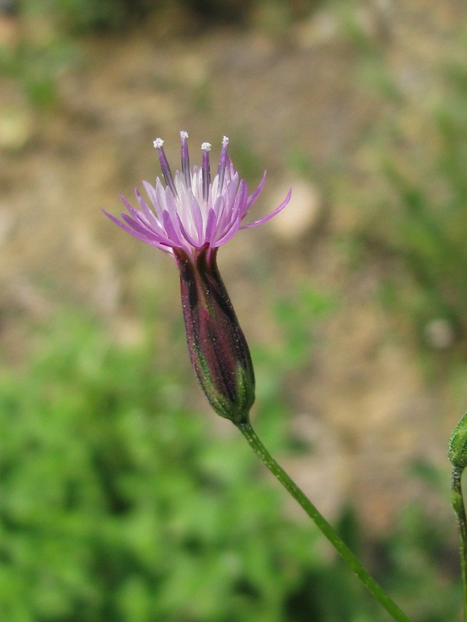 Image of Crupina vulgaris specimen.