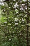 Rhododendron fauriei