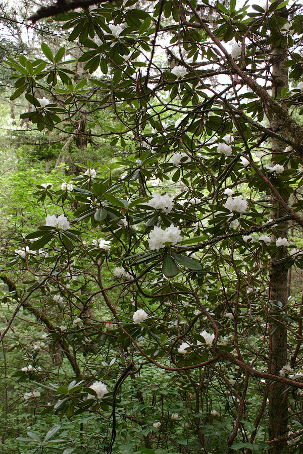 Изображение особи Rhododendron fauriei.