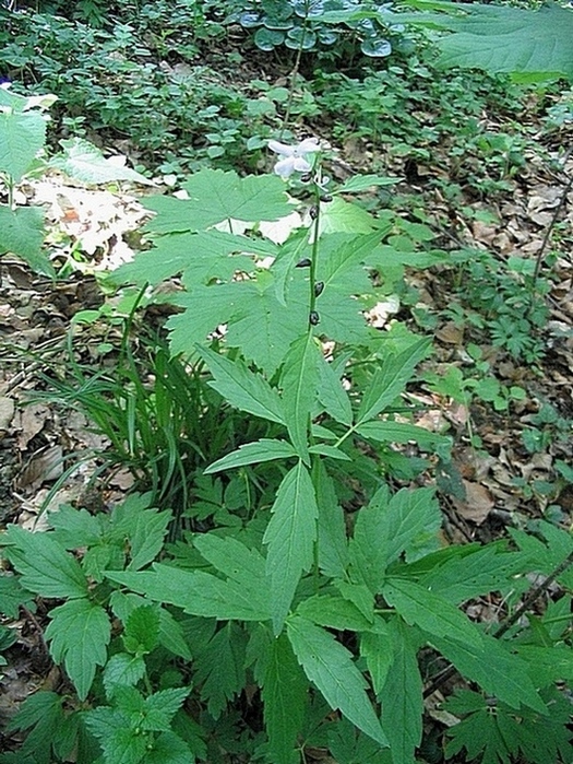 Image of Cardamine bulbifera specimen.