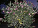 Nerium oleander