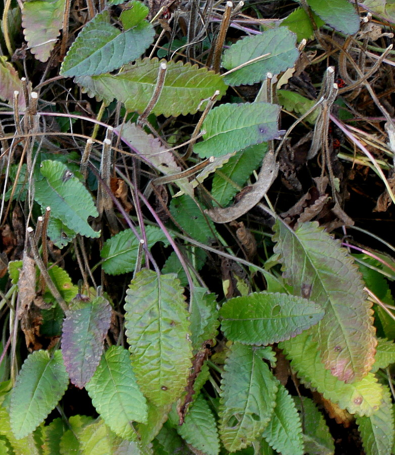 Image of Betonica nivea specimen.