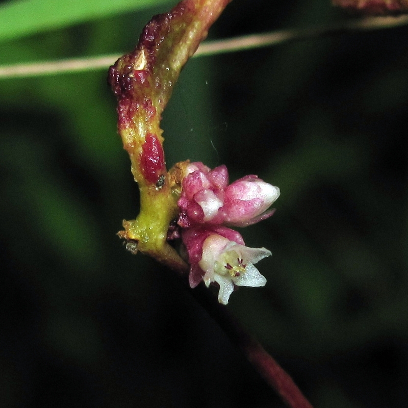 Image of Cuscuta europaea specimen.