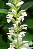 Acanthus mollis. Часть соцветия. Испания, Страна Басков, провинция Гипускоа, г. Сан-Себастьян, парк. 18.07.2012.