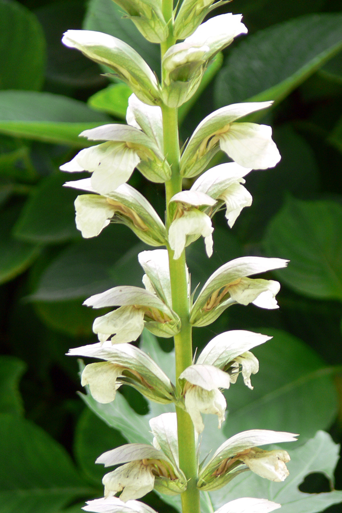 Изображение особи Acanthus mollis.