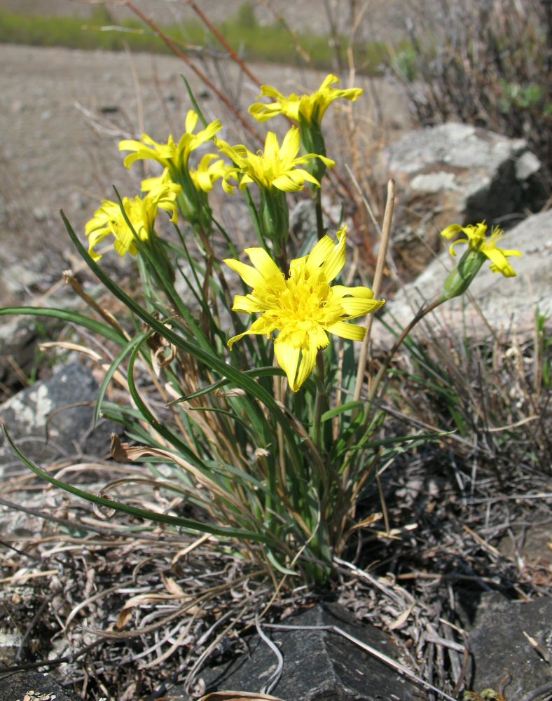 Изображение особи Scorzonera austriaca.