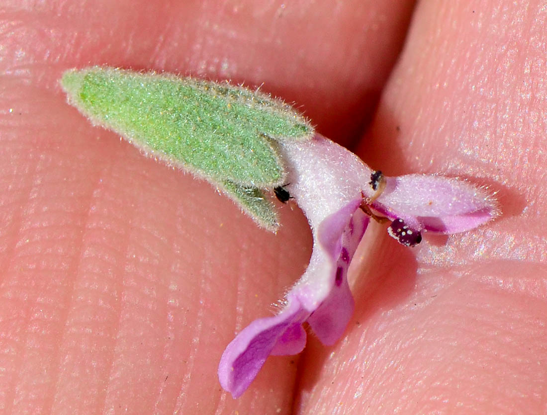 Изображение особи Stachys aegyptiaca.